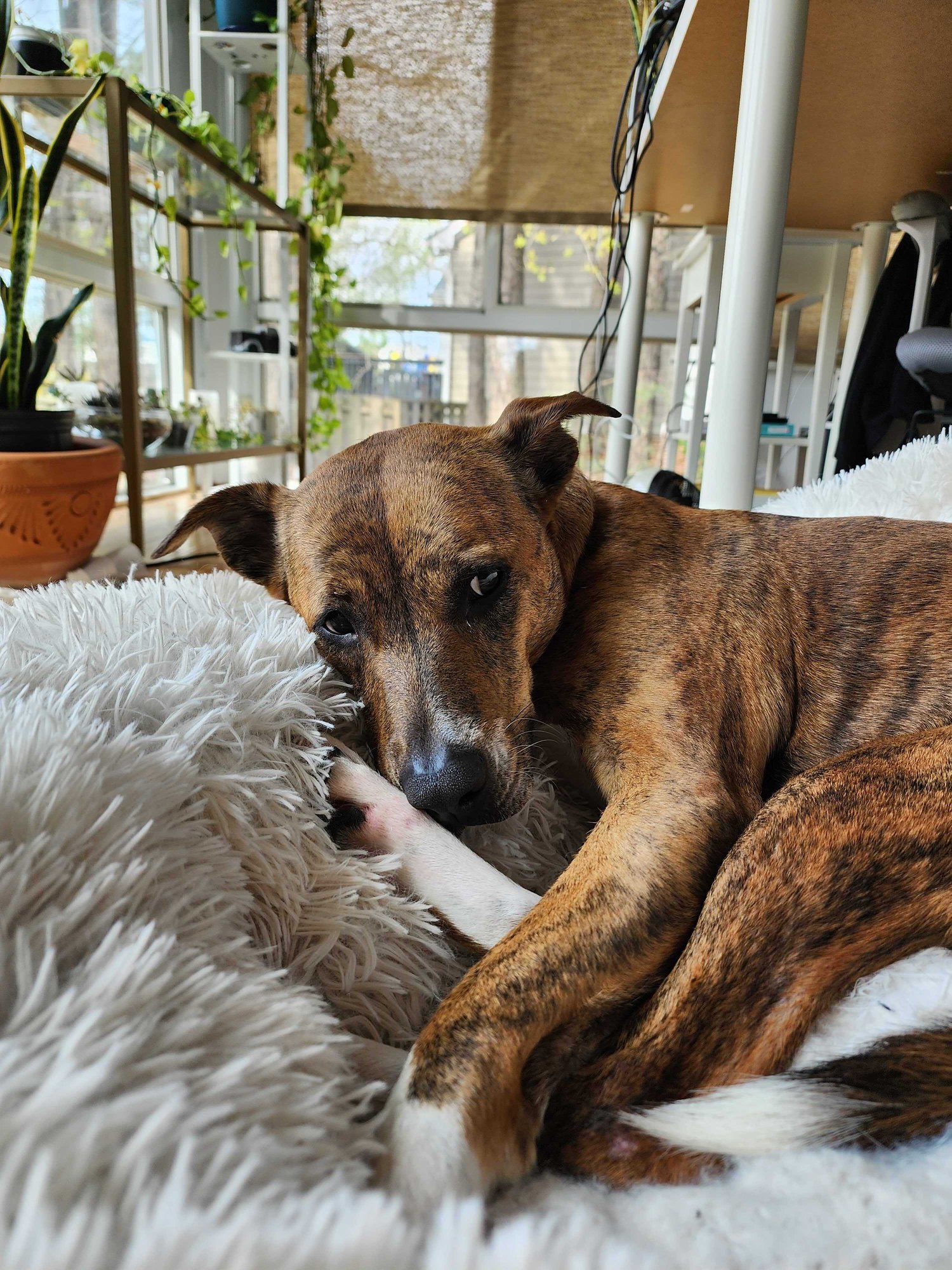 Bailey