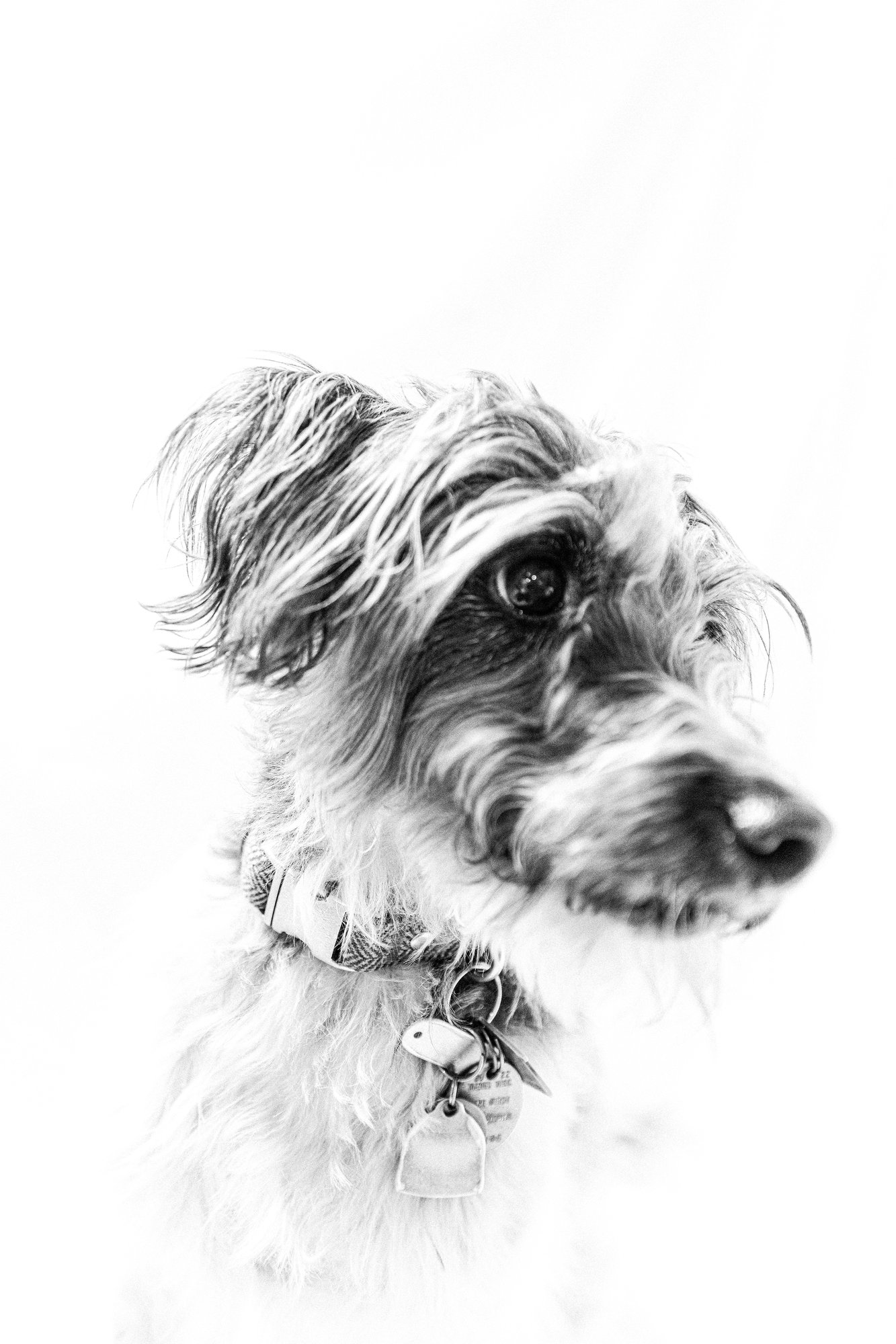 Chewie