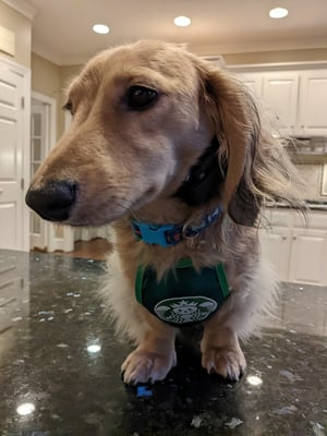 bogey pawrista