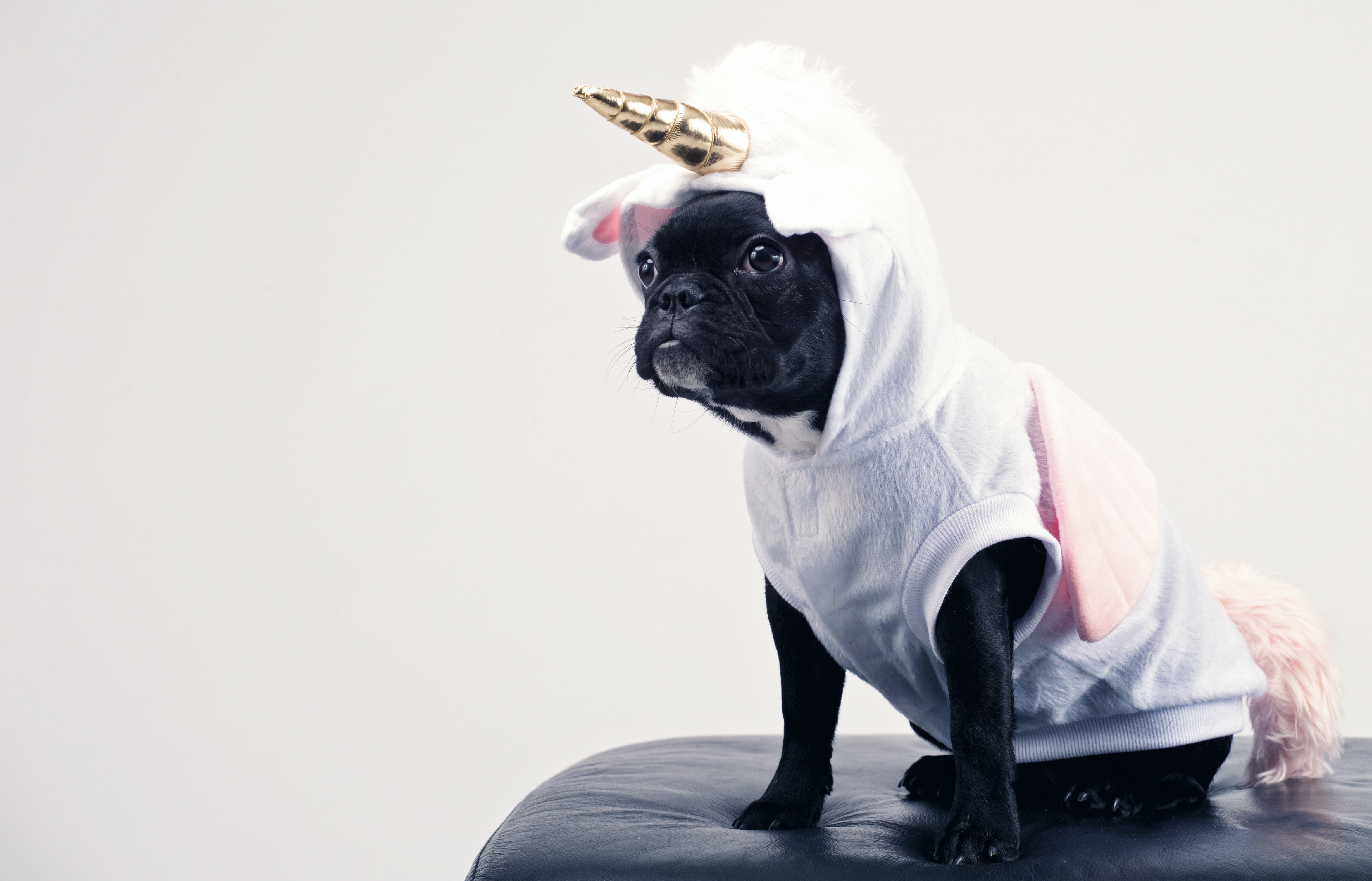 dog in unicorn outfit
